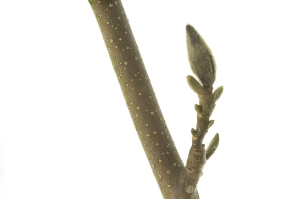 Bud em um galho Magnolia na primavera, isolado — Fotografia de Stock