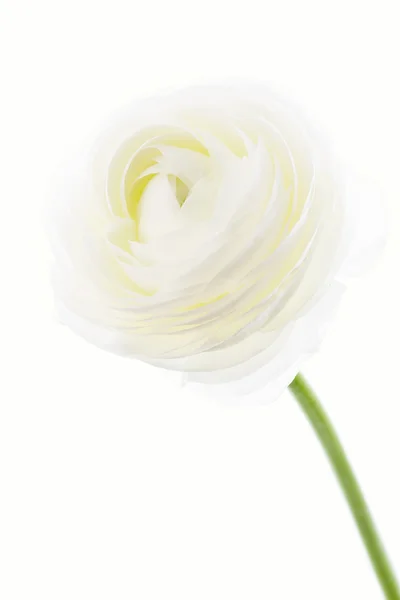 Ranunculus asiaticus sur fond blanc — Photo