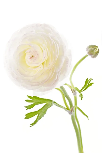 Ranunculus asiaticus sur fond blanc — Photo