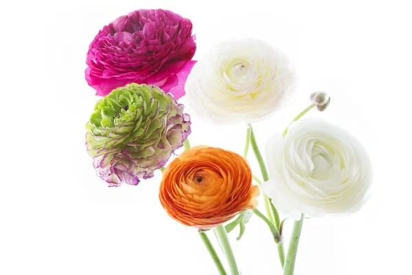 Ranunculus asiaticus sobre fondo blanco — Foto de Stock