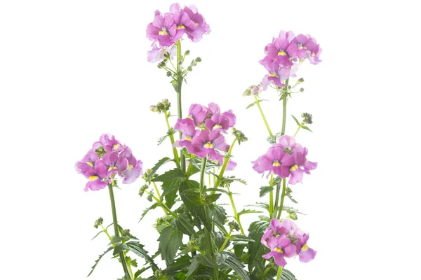 Nemesia Blumen auf weißem Hintergrund — Stockfoto