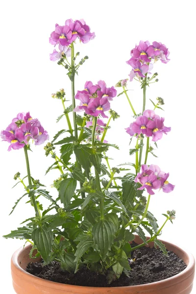 Flores de Nemesia sobre fondo blanco — Foto de Stock