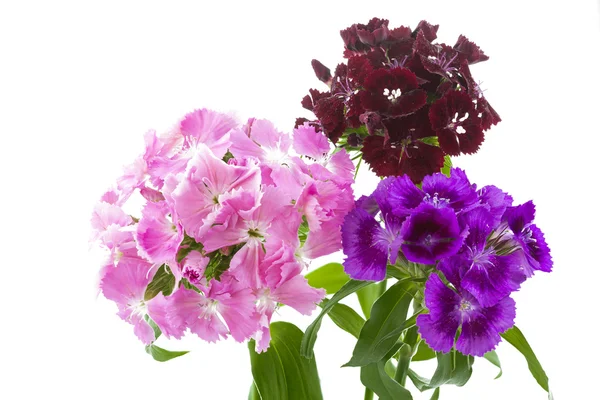 Dianthus Barbatus flowers on white background — Stock Photo, Image