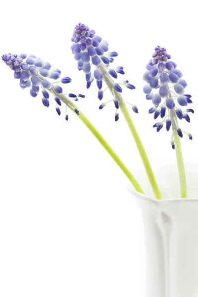 Muscari bloemen op witte achtergrond — Stockfoto