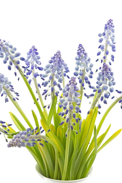 Muscari bloemen op witte achtergrond — Stockfoto