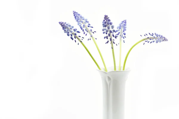 Fleurs Muscari sur fond blanc — Photo