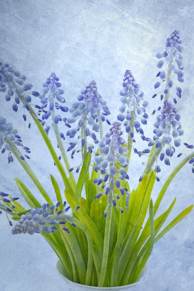 Muscari çiçekler, dokulu — Stok fotoğraf