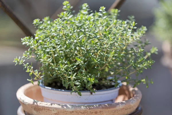 百里香植物煲 — 图库照片