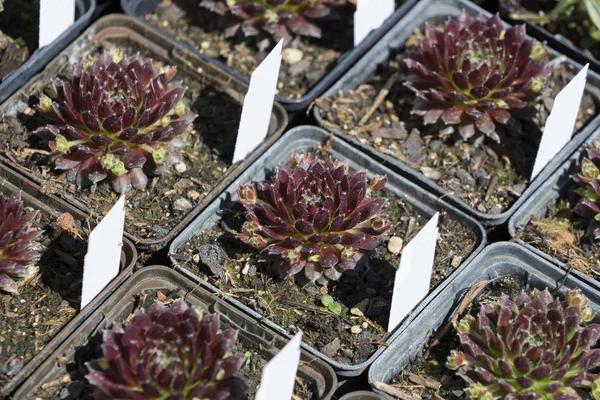 Sempervivum plantes dans de petits pots — Photo