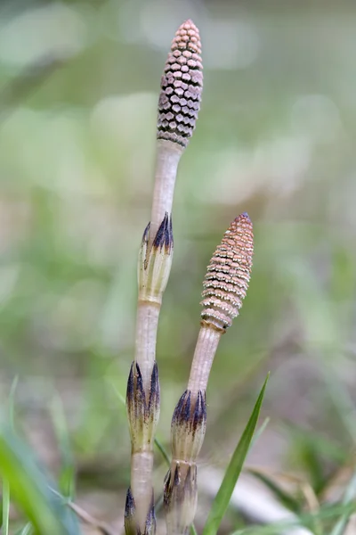 Древесный конский хвост (Equisetum presidentaticum), снятый с мелким DOF — стоковое фото