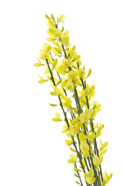 Bloeiende Genista bloemen, geïsoleerd op wit — Stockfoto