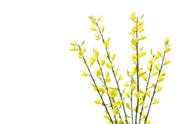 Bloeiende Genista bloemen, geïsoleerd op wit — Stockfoto