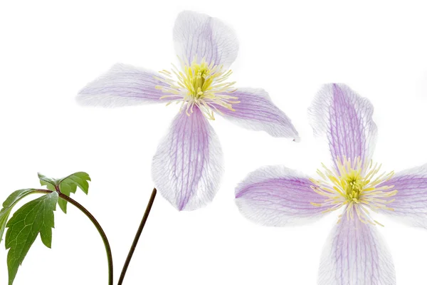Two Clematis flowers closeup on white background — Stock Photo, Image