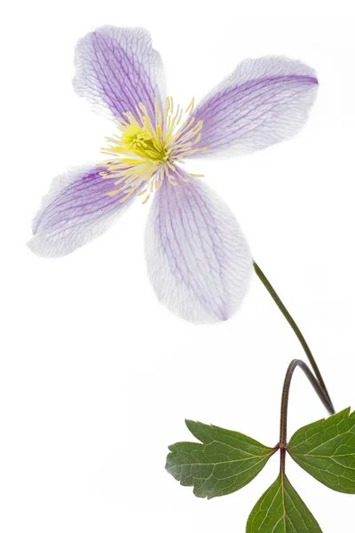 Clematis flor closeup no fundo branco — Fotografia de Stock