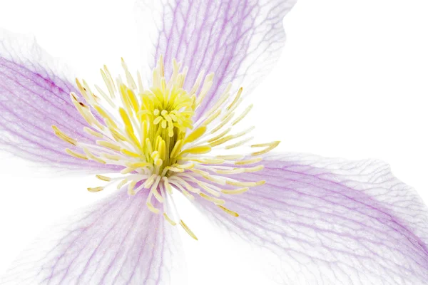 Clematis flor closeup no fundo branco — Fotografia de Stock