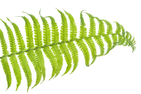 Fern folha closeup no fundo branco — Fotografia de Stock