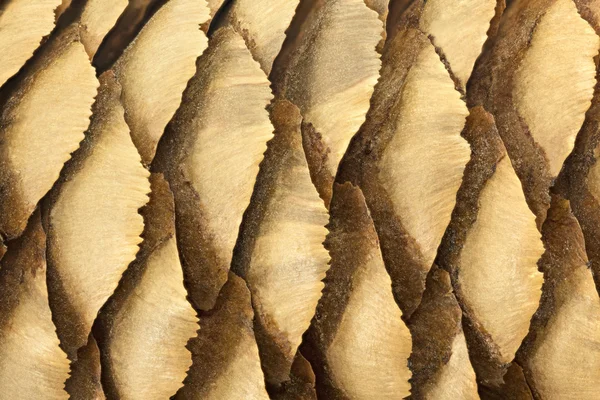 Pinecone closeup, can be used as background — Stock Photo, Image