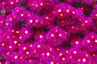 (Lampranthus spectabilis buz bitkilerin çiçek açan çiçek)