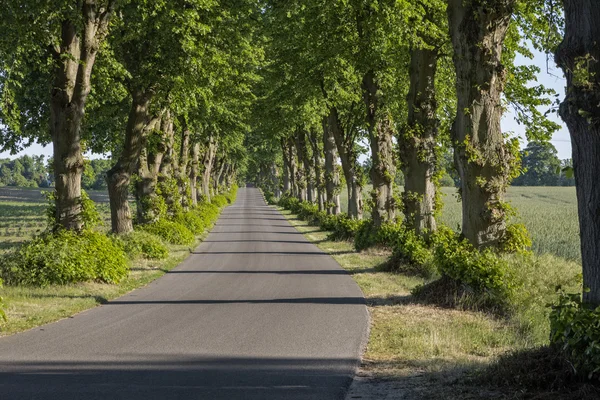 Pitoresk kireç ağacı sokakta Doğu Almanya — Stok fotoğraf