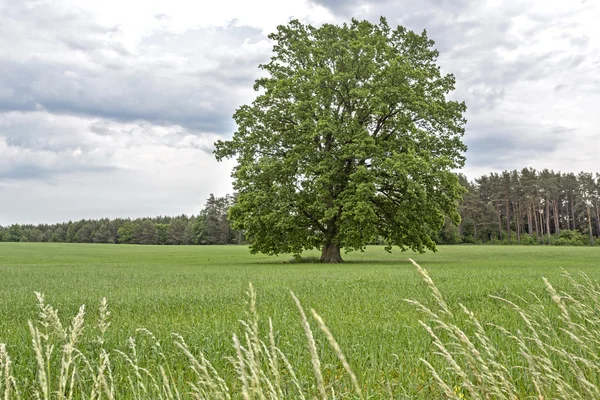 Rural landscape with a large tree in East Germany — Φωτογραφία Αρχείου