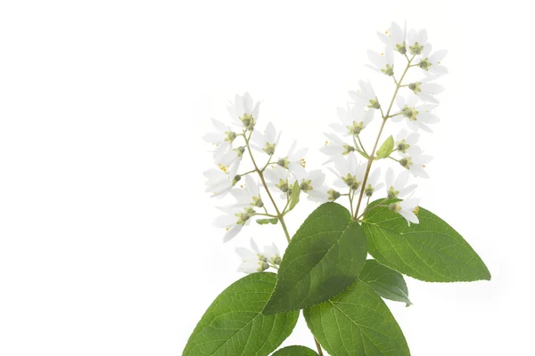 Flowering Deutzia Magnifica shrub — Stock Photo, Image