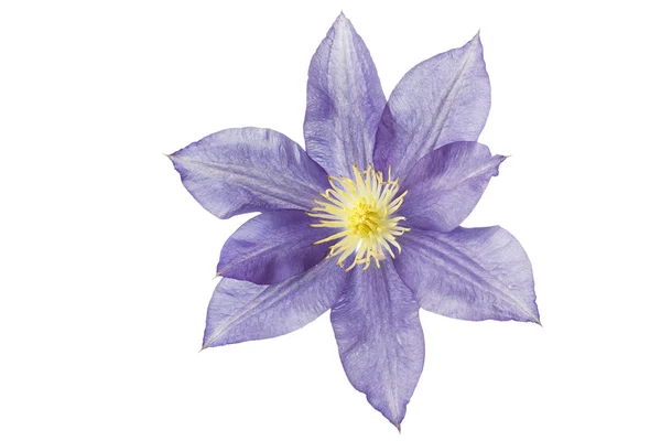 Blauwe clematis bloem, geïsoleerd op wit — Stockfoto