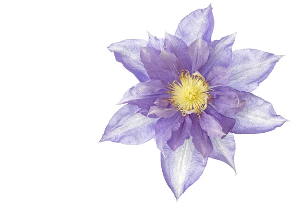 Blauwe clematis bloem, geïsoleerd op wit — Stockfoto