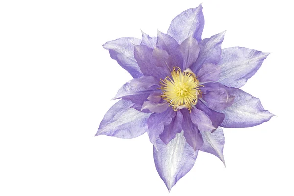 Flor azul Clematis, isolada sobre branco — Fotografia de Stock