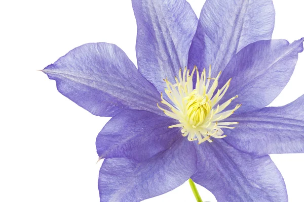 青いクレマチスの花は、白で隔離 — ストック写真