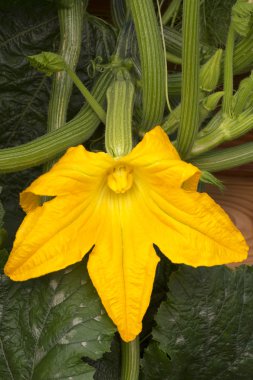 Zucchini blossom, closeup shot taken outside