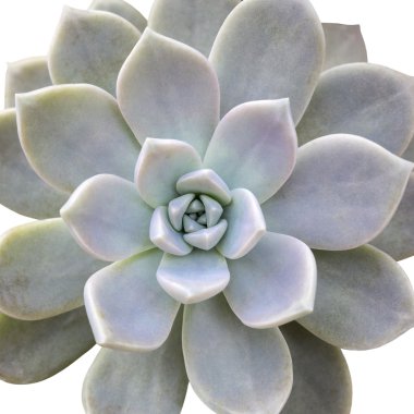 Aeonium diplocyclum plant, isolated
