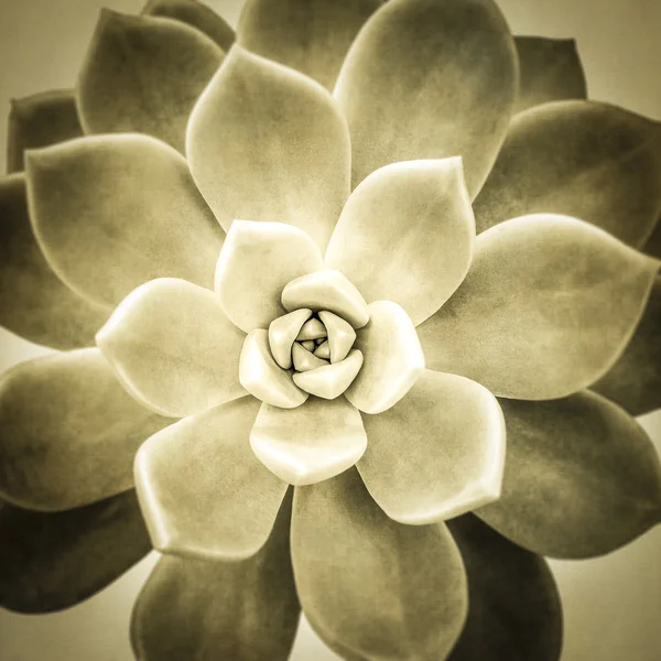 Aeonium diplocyclum plant wit texture — Stock Photo, Image