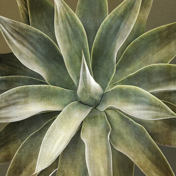 Agave attenuata planta, close-up — Fotografia de Stock