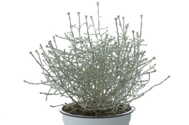 Calocephalus brownii plant in a pot clipart