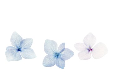 Ortanca çiçek, closeup beyaz arka plan üzerinde