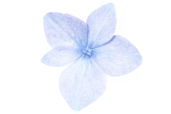 Flor de hortensias, primer plano sobre fondo blanco — Foto de Stock