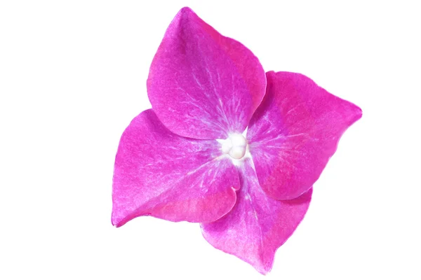 Flor de hortênsia, close-up sobre fundo branco — Fotografia de Stock