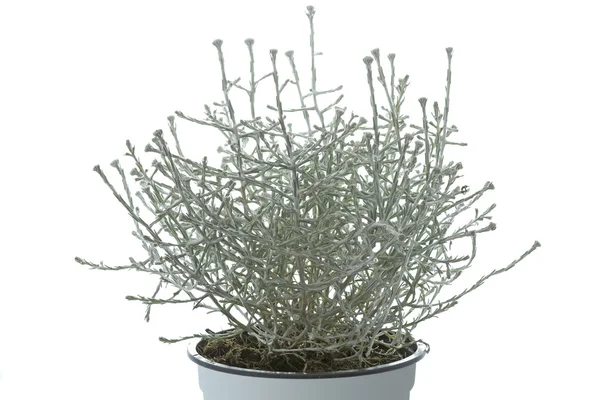 Calocephalus brownii plant in a pot — Stock Photo, Image