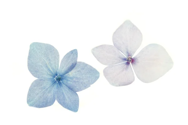 Hydrangea flower, closeup on white background — Stock Photo, Image