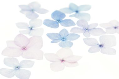 Ortanca yaprakları beyaz arka plan üzerinde