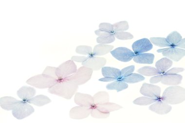 Ortanca yaprakları beyaz arka plan üzerinde