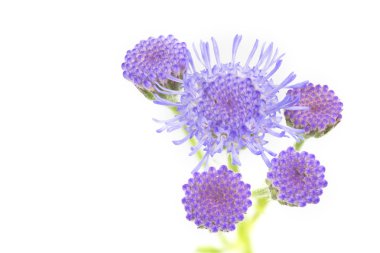 Ageratum houstonianum çiçek, makro çekim