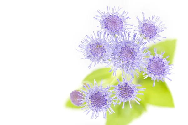 Ageratum houstonianum kwiat, makro strzał — Zdjęcie stockowe