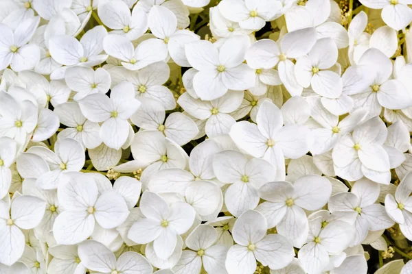 Hortenzie lístky jako přírodní pozadí — Stock fotografie