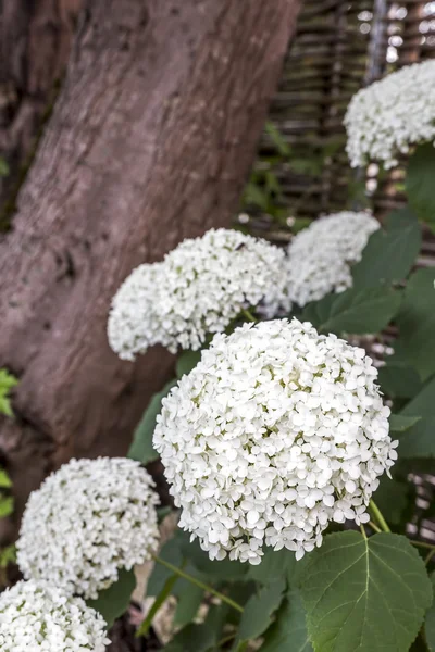 Weiße Hortensienblüten im Garten — Stockfoto