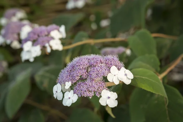 Hortensie sargentiana Blume in einem Garten — Stockfoto