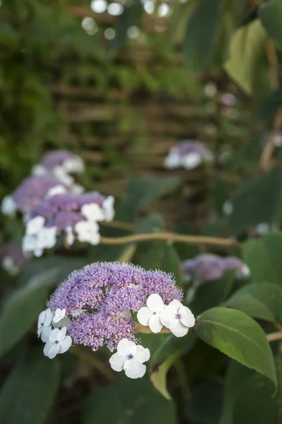 Hortensia sargentiana fleur dans un jardin — Photo