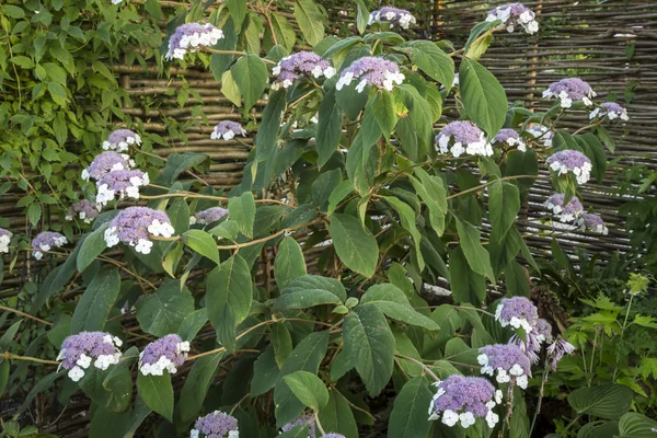 Ortanca sargentiana Çiçek Bahçe — Stok fotoğraf