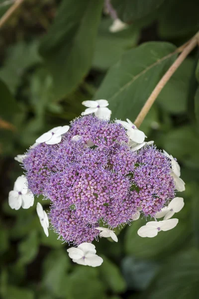 Hortensie sargentiana Blume in einem Garten — Stockfoto