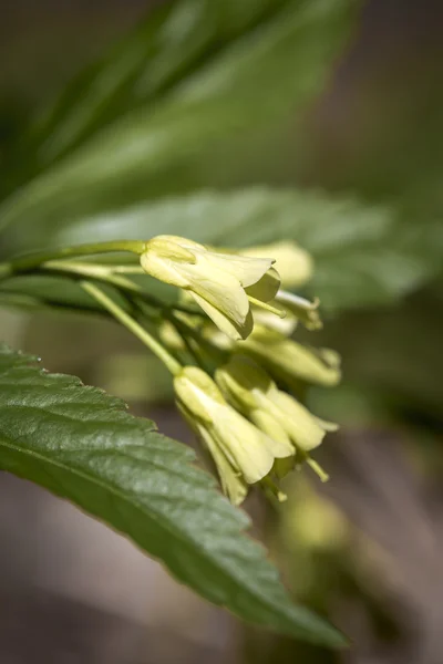 Dentaria enneaphyllos çiçek bir ormanda — Stok fotoğraf